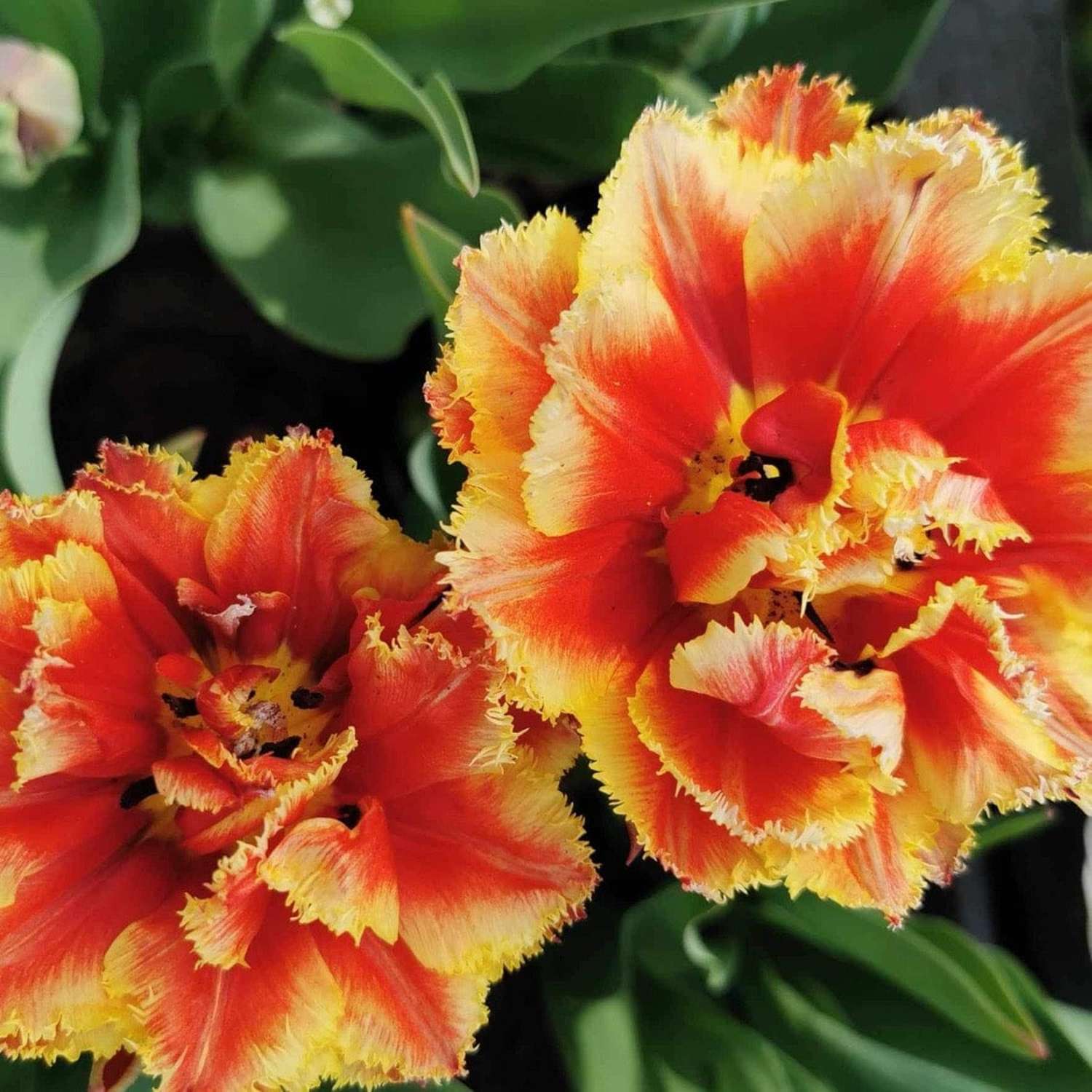 Tulip 'Brisbane'